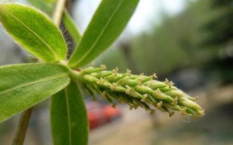 柳树开花吗什么时候开花（有关柳树的花期时间）