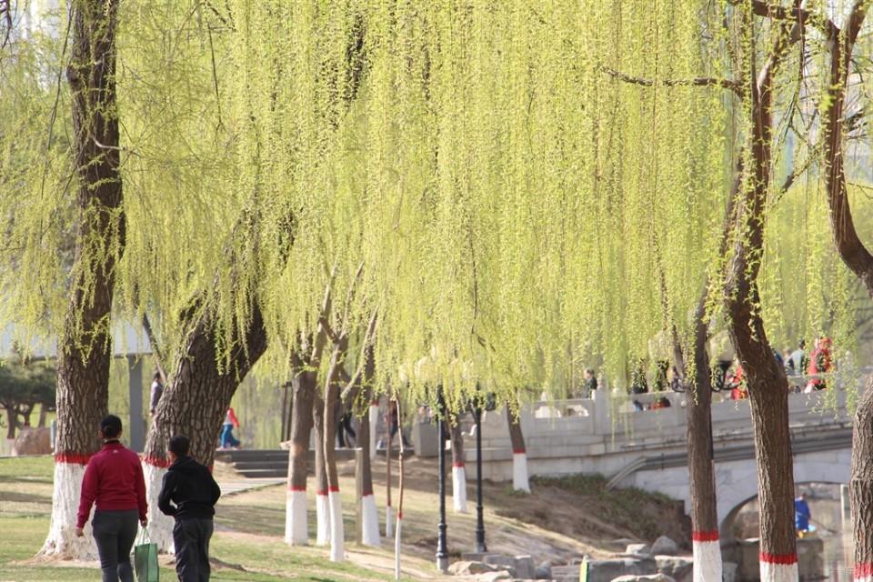 柳树开花吗什么时候开花（有关柳树的花期时间）