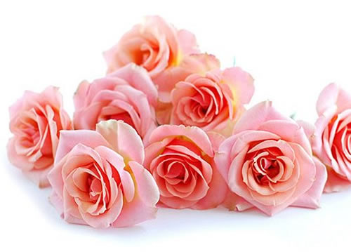 11朵粉玫瑰代表什么意思 送女孩子粉玫瑰花语寓意