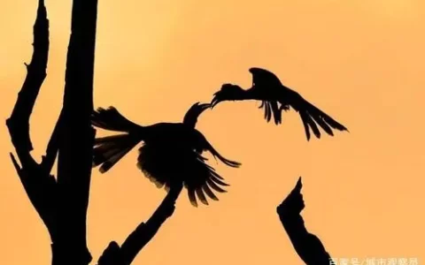 优秀作文欣赏：逆风也很美