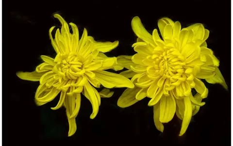 小学生作文范文：描写菊花的优秀作文6篇