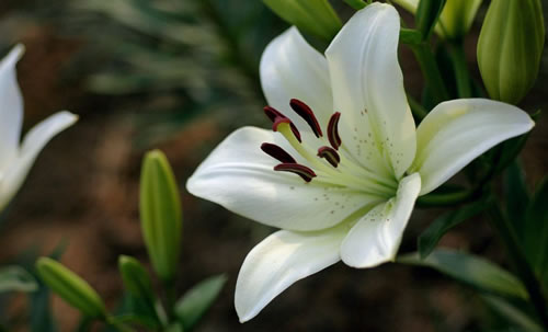 百合花应该怎么种植？百合花养殖方法