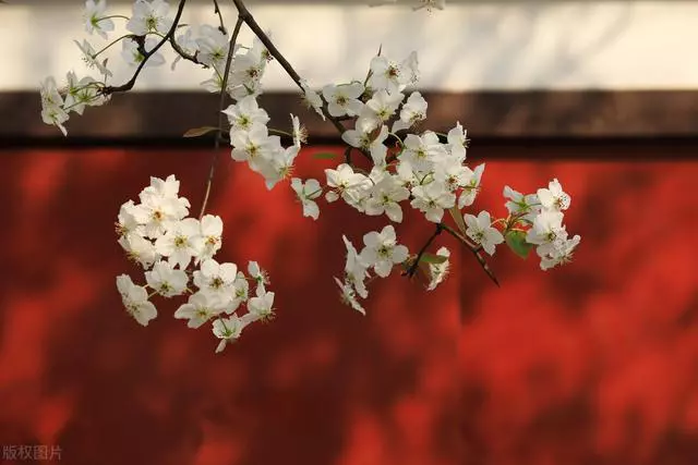 10首梨花古诗词，唯美梦幻，读完更喜欢春天了