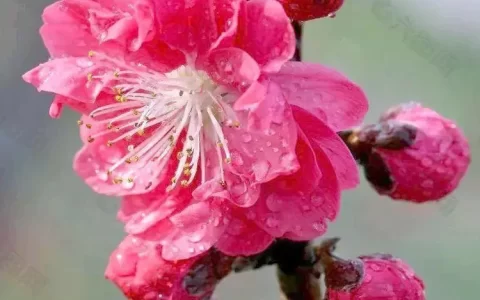 25句桃花古诗词，千古名句，名不虚传