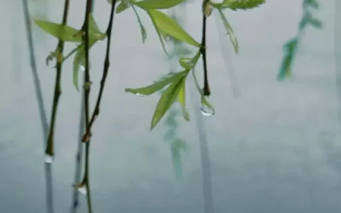 古人笔下的春雨：春风吹雨绕残枝，落花无可飞