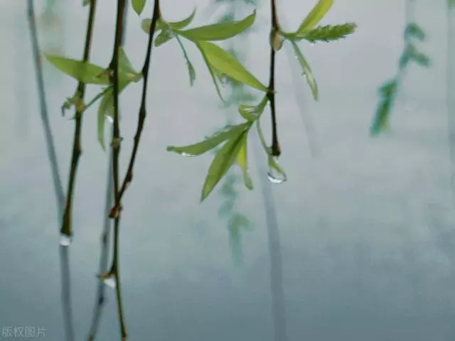 古人笔下的春雨：春风吹雨绕残枝，落花无可飞