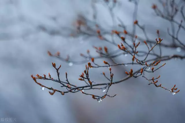 古人笔下的春雨：春风吹雨绕残枝，落花无可飞