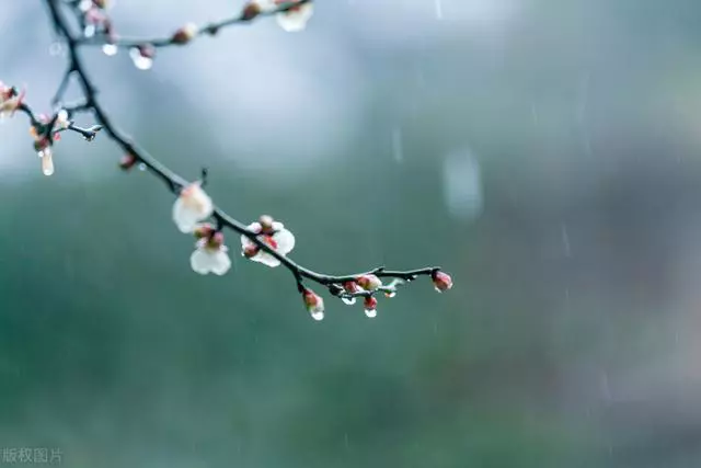 古人笔下的春雨：春风吹雨绕残枝，落花无可飞