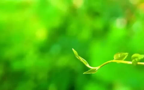 二十首关于春草的诗词，又是一年春草绿，春草绿时亦有诗