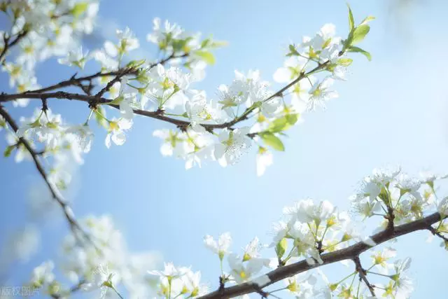 10首梨花古诗词，唯美梦幻，读完更喜欢春天了