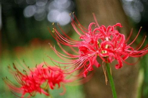 彼岸花怎么养殖（彼岸花的种植和养护）