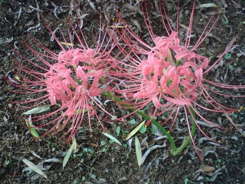 彼岸花怎么养殖（彼岸花的种植和养护）