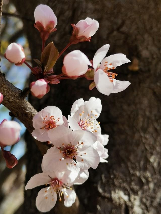 樱花的花语是什么（简述樱花的含义）