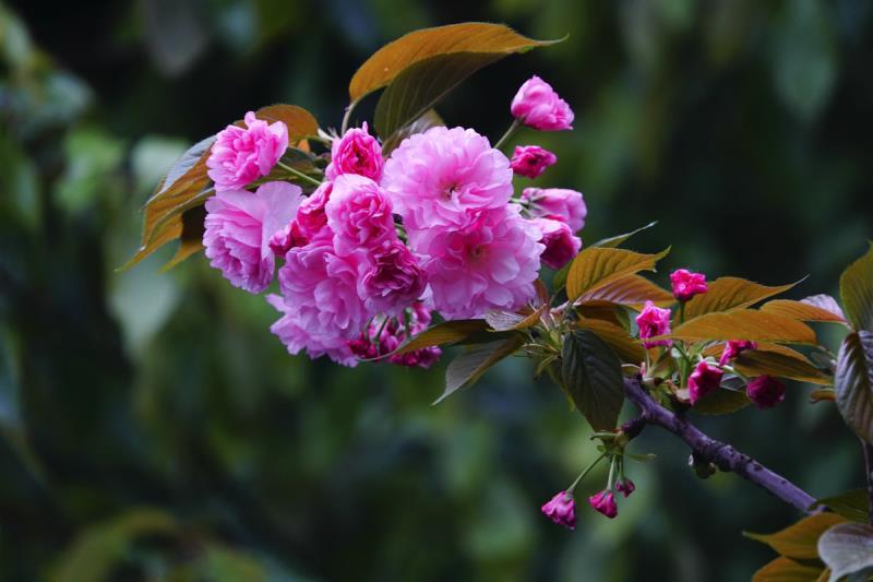 樱花的花语是什么（简述樱花的含义）