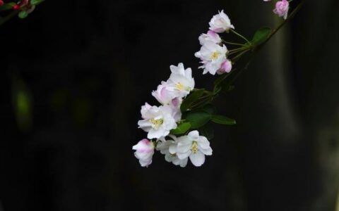 樱花的花语是什么（简述樱花的含义）