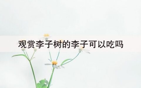 观赏李子树的李子可以吃吗