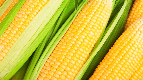<strong>吃玉米会长胖吗？吃玉米对身体健康有什么好处？</strong>