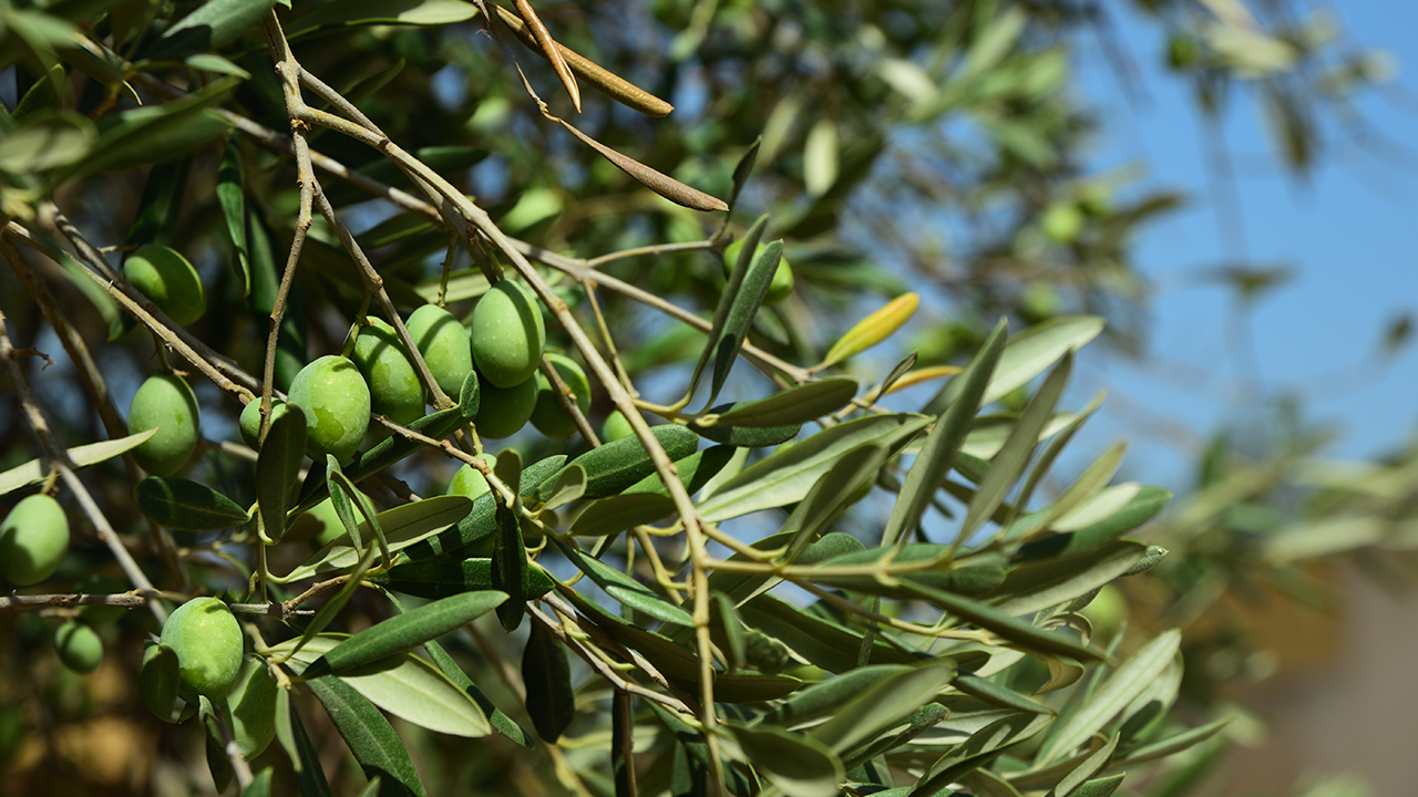 <strong>橄榄油热量高吗？橄榄油减肥怎么吃最好？</strong>