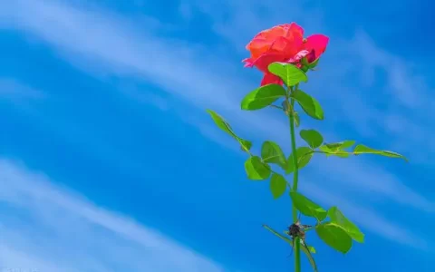 四月很治愈人心的暖心说说（精选20句）