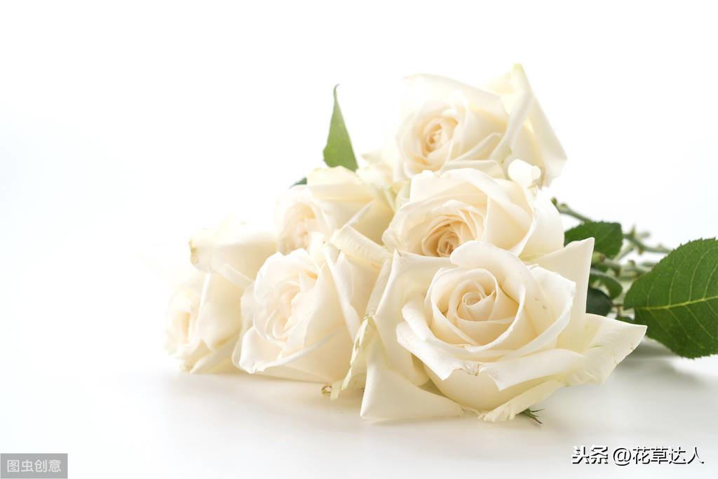 白玫瑰花语是什么意思（有关白玫瑰的象征意义）