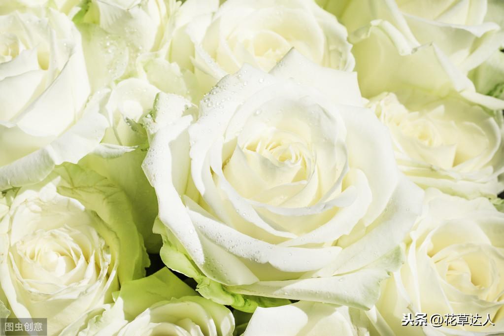 白玫瑰花语是什么意思（有关白玫瑰的象征意义）