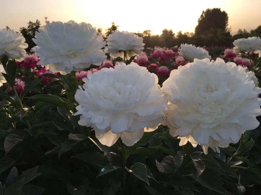 芍药花在几点开放（关于芍药花花期简介）