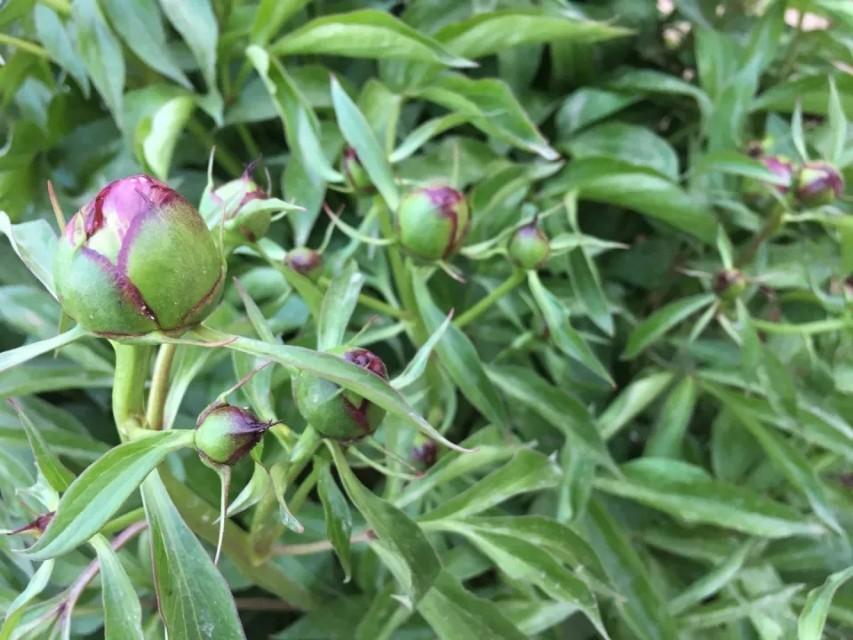 芍药花在几点开放（关于芍药花花期简介）