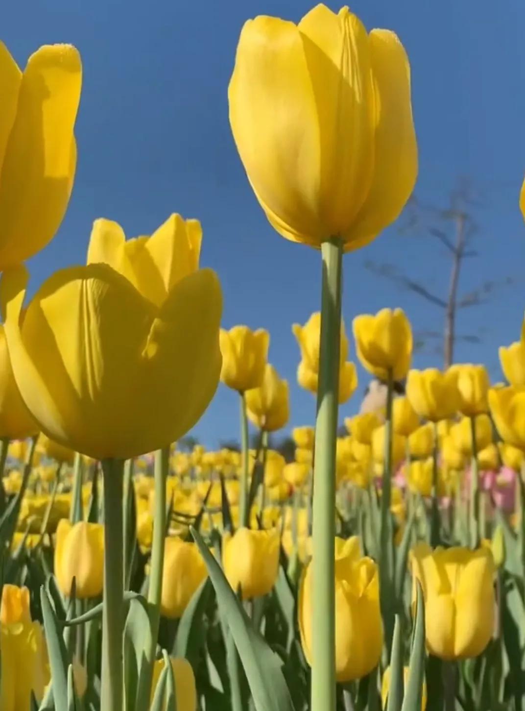 郁金香花语和寓意（郁金香的含义和象征）