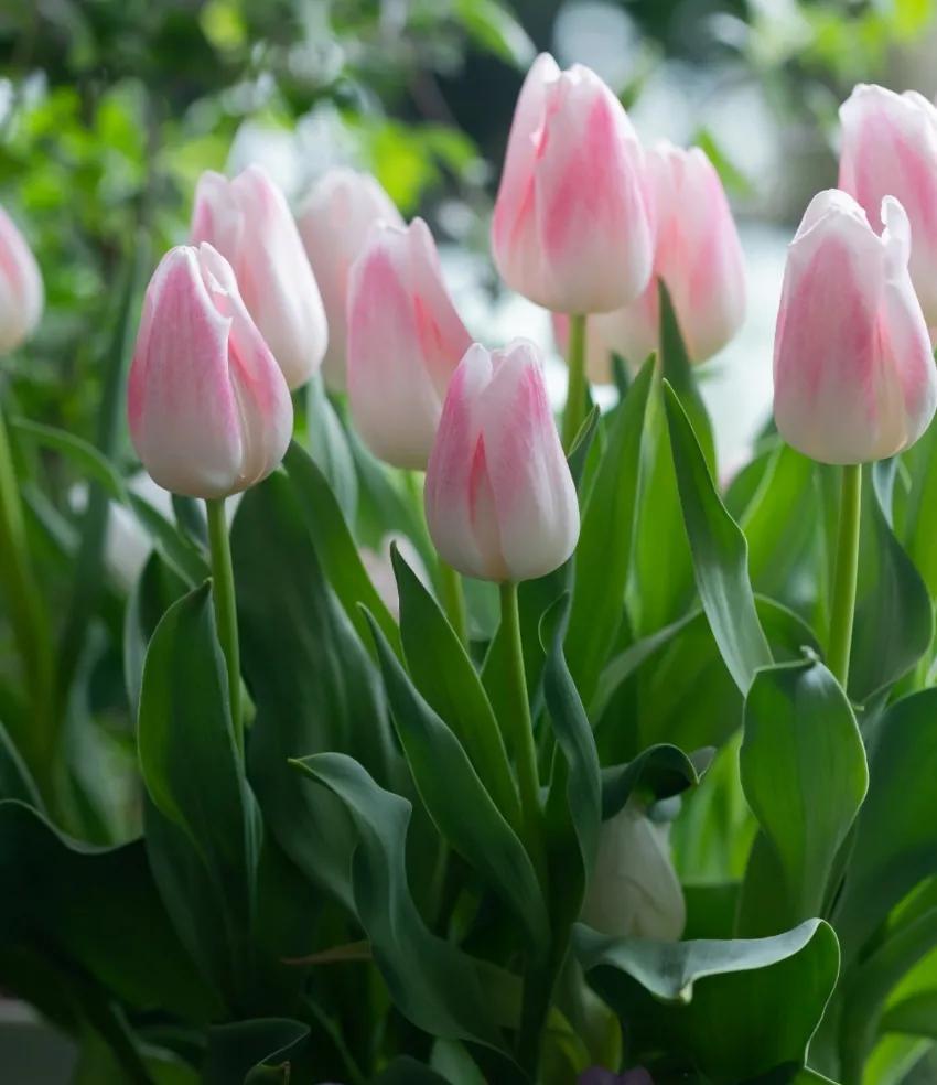 郁金香花语和寓意（郁金香的含义和象征）