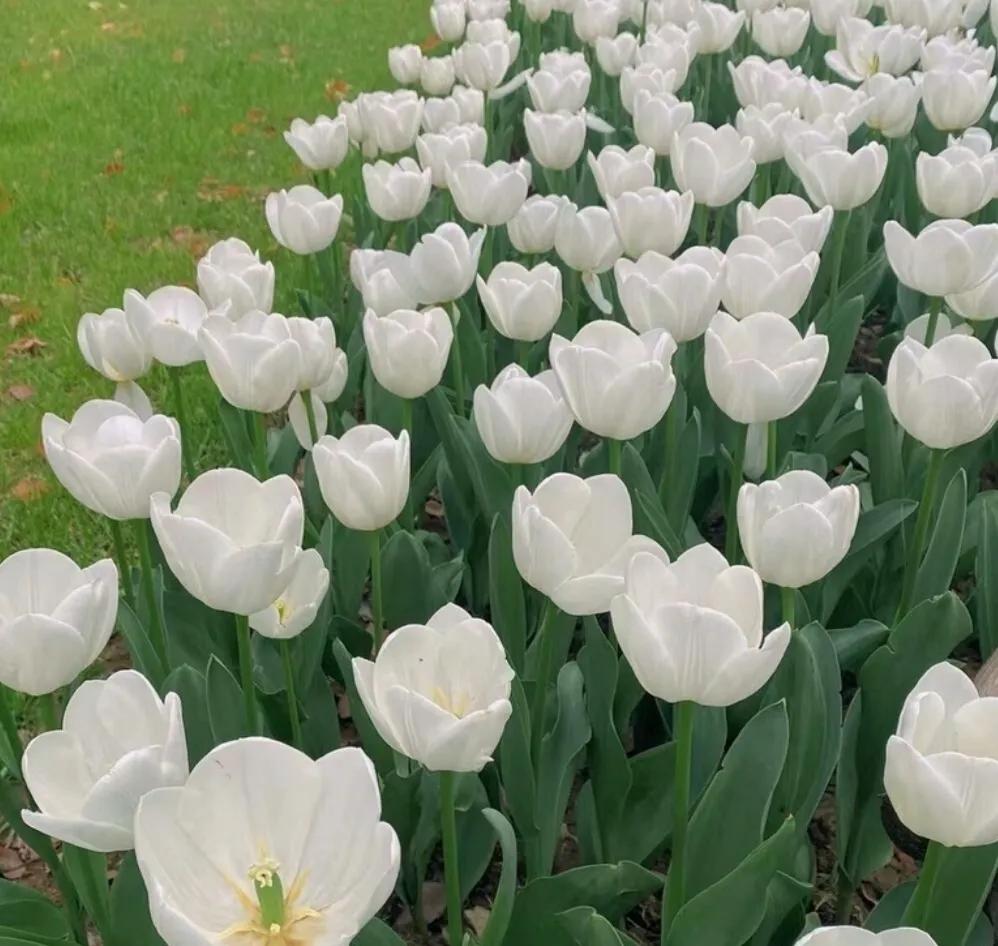 郁金香花语和寓意（郁金香的含义和象征）