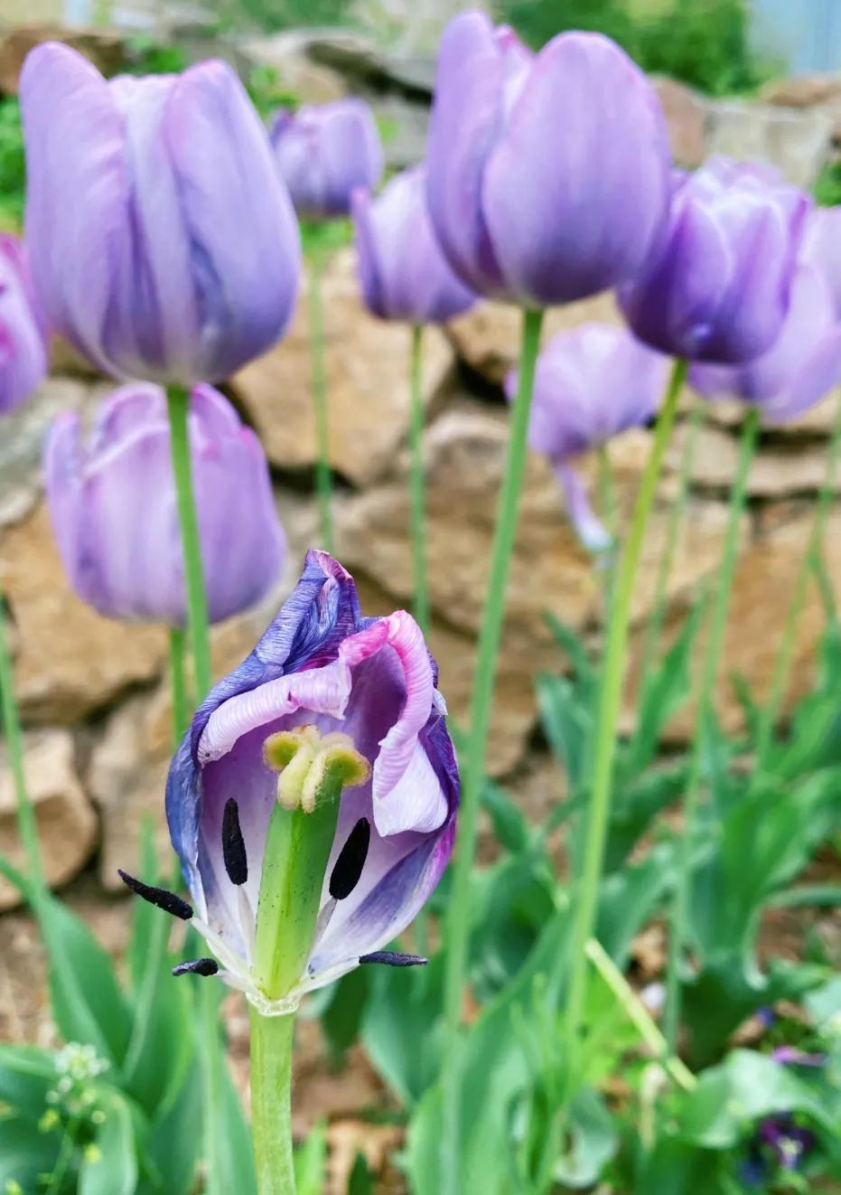 郁金香花语和寓意（郁金香的含义和象征）