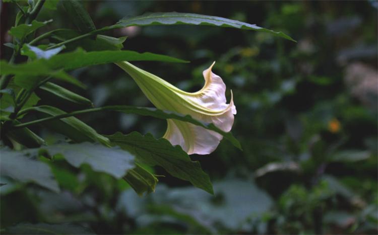 曼陀罗花的花语是什么（曼陀罗花的寓意和象征）