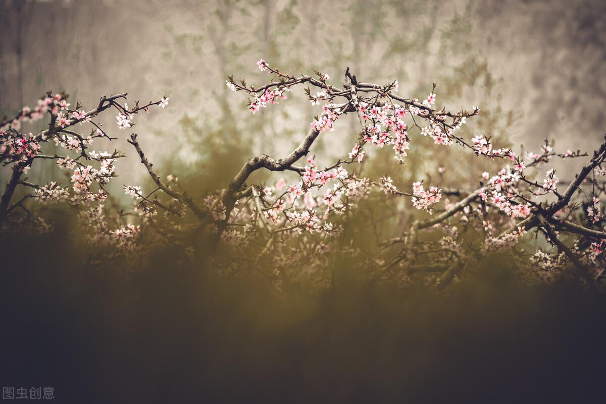 桃花的花语是什么（桃花的象征和寓意）