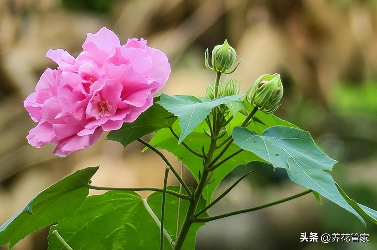 9月份开花的有哪些（9月代表性的花介绍）