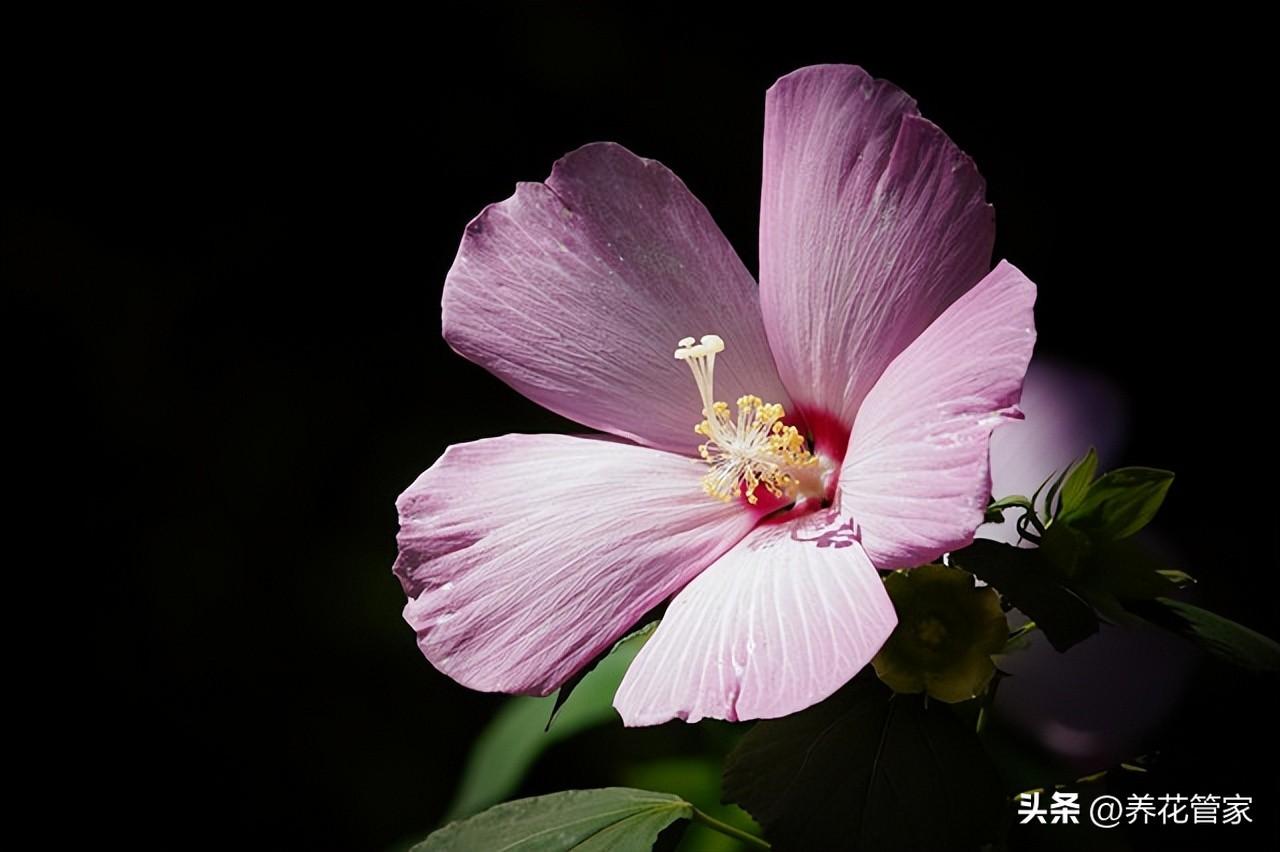 9月份开花的有哪些（9月代表性的花介绍）