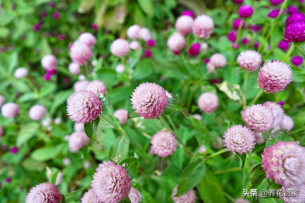 9月份开花的有哪些（9月代表性的花介绍）