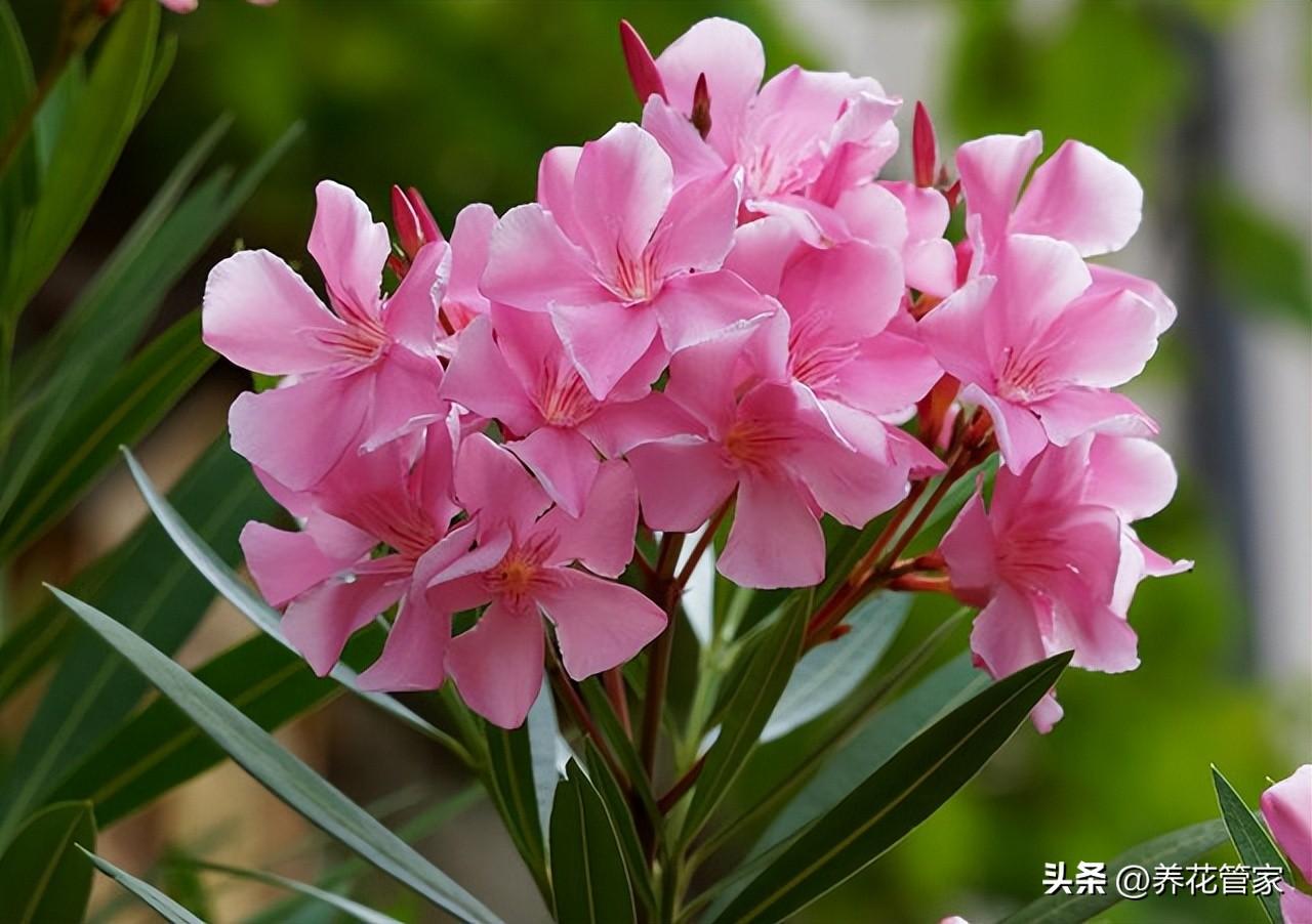 9月份开花的有哪些（9月代表性的花介绍）