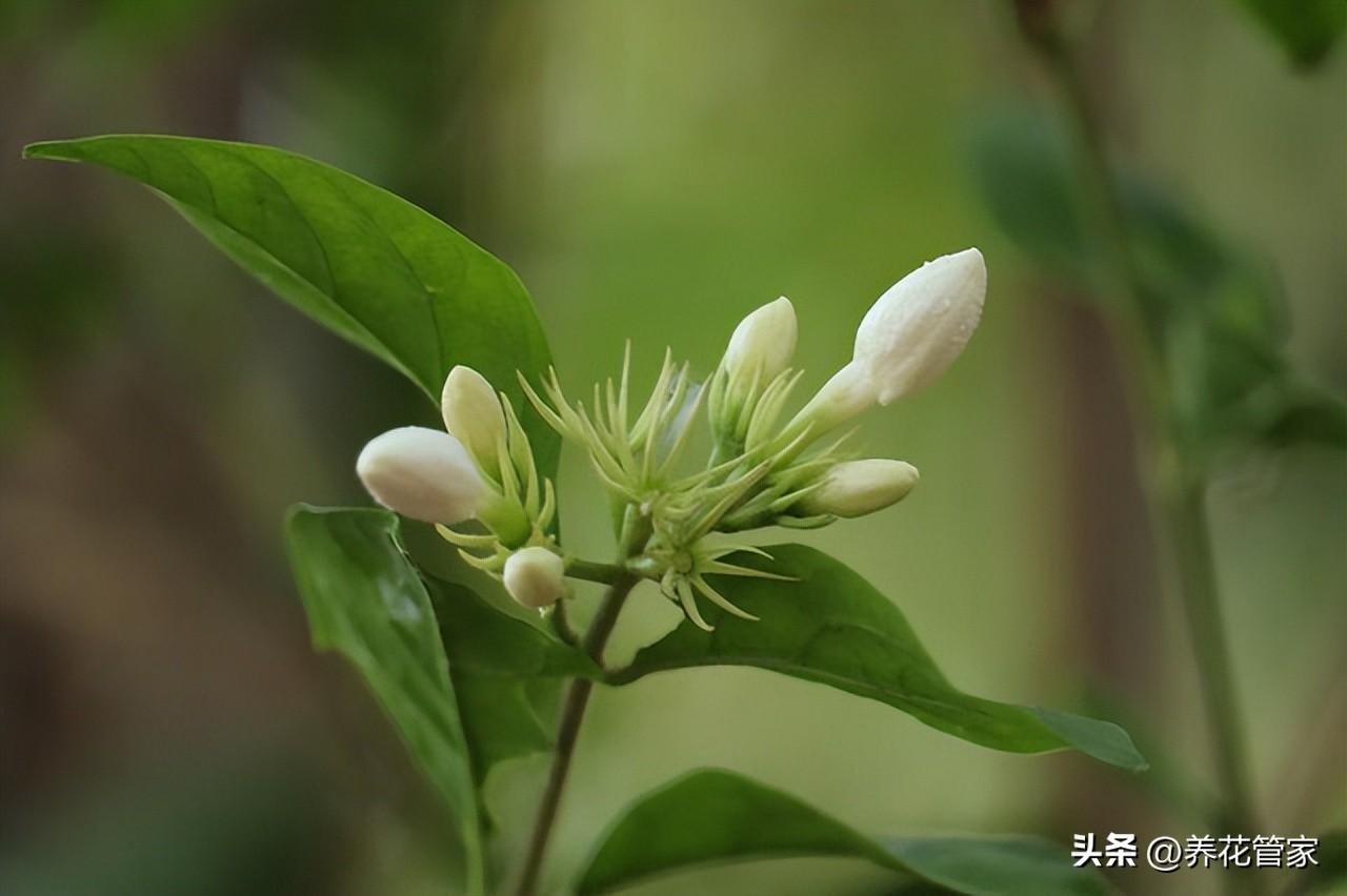 9月份开花的有哪些（9月代表性的花介绍）