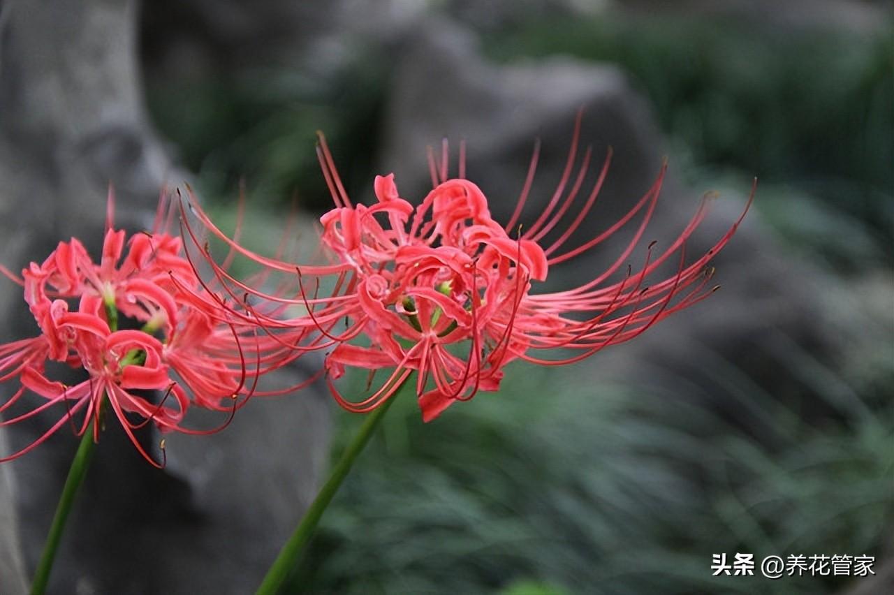 9月份开花的有哪些（9月代表性的花介绍）