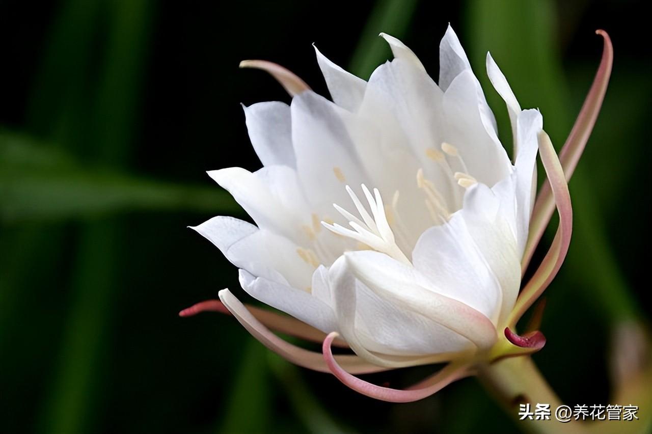 9月份开花的有哪些（9月代表性的花介绍）