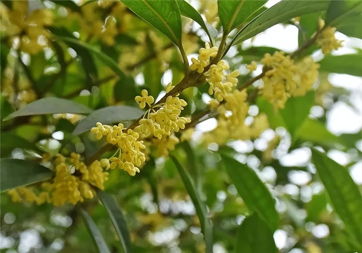 漂亮好养的植物有哪些（盘点六种常见的高颜值花卉）