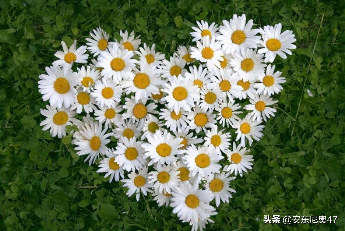 雏菊花语是什么（小雏菊的寓意和象征意义）