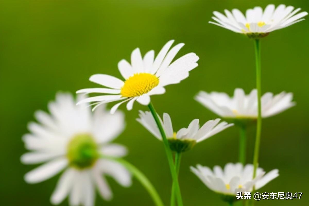 雏菊花语是什么（小雏菊的寓意和象征意义）