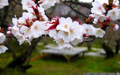 樱花树苗怎么栽培（樱花树的种植与管理）