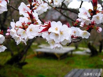 樱花树苗怎么栽培（樱花树的种植与管理）