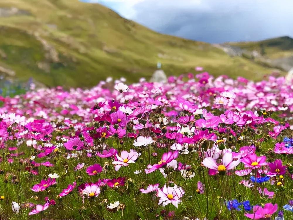 格桑花的花语是什么意思（格桑花的寓意和象征）