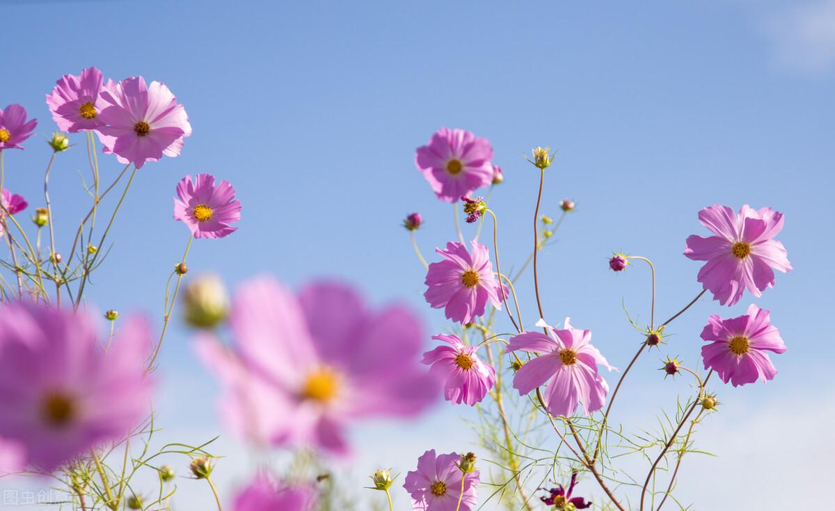 格桑花的花语是什么意思（格桑花的寓意和象征）