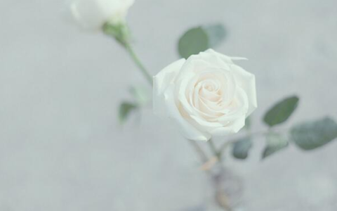 白玫瑰花的花语是什么（白玫瑰的寓意和象征）