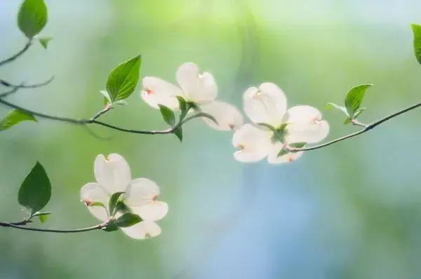 5月什么花开最漂亮（五月最具有代表性的花介绍）