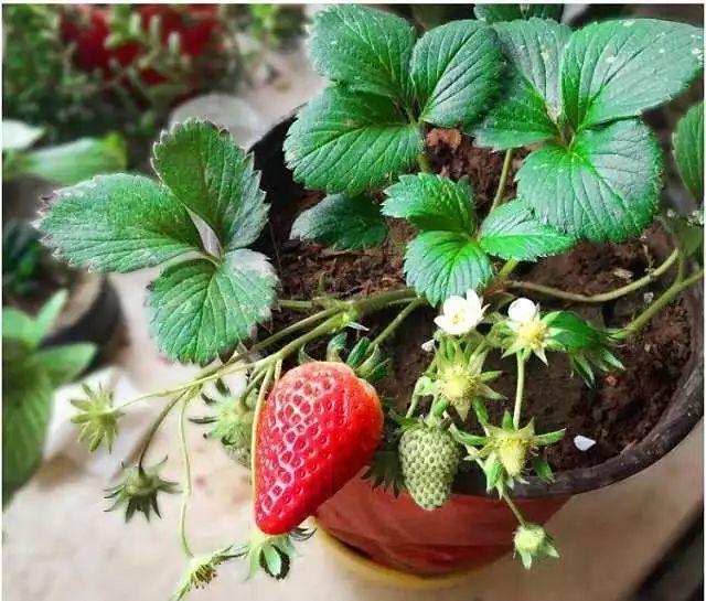 如何种植草莓盆栽（阳台种草莓的方法与技巧）